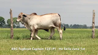 Lot 1 Choice of Half Interest Bulls Selling June 1, 2021 - BRC Tugboat Captain & BRC Captain America