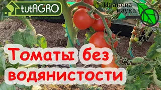 ОТ ТАКОЙ ПОДКОРМКИ ТОМАТЫ БУДУТ НАЛИВАТЬСЯ, СТАНУТ ВКУСНЫЕ и СЛАДКИЕ. ПРОГОНЯЕМ ВОДЯНИСТОСТЬ ТОМАТА.