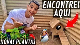 Ovos RAROS de marreco COLORIDO | NOVAS plantas aquáticas | Aves Recriar