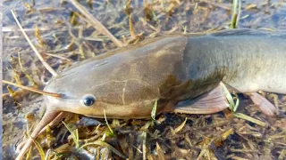 Amazon River Food Chain Fishing Challenge| #2024_fish_India_