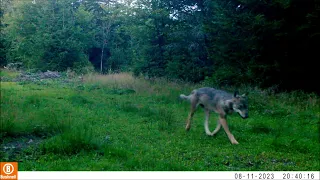 Rothirsch jagt Wolf, Erzgebirge, August 2023