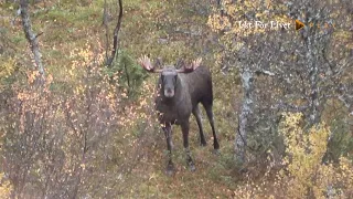 Älgjakt med Daniel, Ante & Jesper trailer