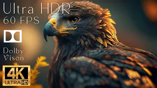 4K HDR 120fps Dolby Vision with Animal Sounds (Colorfully Dynamic) #36