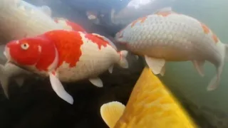 Rare footage of Japanese Koi fish under water 😲🎏