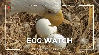 Egg Watch | More to Explore