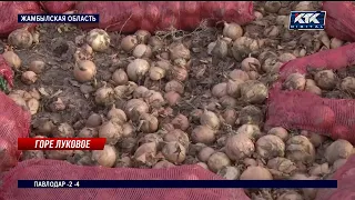 Тысяча тонн лука гниет на полях Жамбылской области