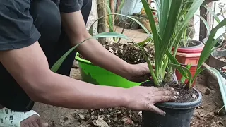 cymbidium orchid repotting #2024 # backbulbs ..