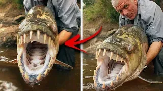 10 Scariest Creatures Found In Rivers!