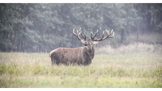 Tikros medžioklės - girių karalius (FILMAS)