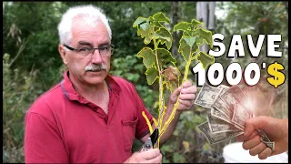 Save THOUSAND$ with this simple TRICK to 10X your Shrubs