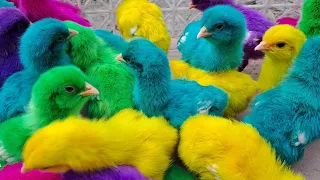Catch Cute Chickens, Colorful Chickens, Rainbow Chicken, Rabbits, Cute Cats, Ducks, Animals Cute #11
