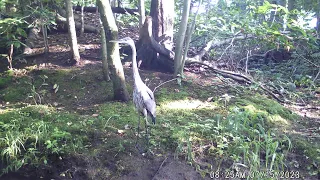 Great Blue Heron on trail cam (7/15/23)