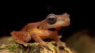 The Frogs of Kinabalu National Park, Sabah: Borneo Nature