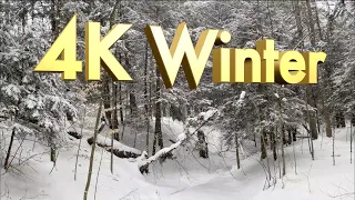 The Best Classical Music - 4K Winter Forest