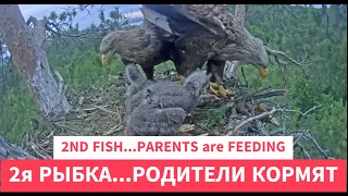 2я рыбка! Интересное кормление🦅🐣🐠🐥🦅The 2nd fish! Interesting feeding🌲Камычи•26.05.2024