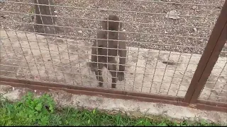 ДЖОННИК погонял носух, а ЛЮСЯ поиграла с КРОЛИКОМ! Парк львов Тайган #тайган