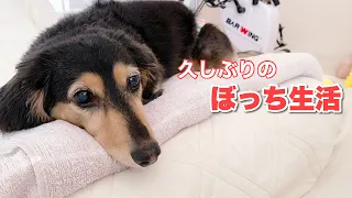 【ダックスフンド】ある日突然ひとりっ子に・・・。