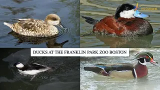 Ducks at the Franklin Park Zoo Boston