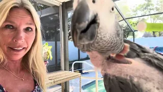 Kenya, the talking parrot is with Cheenah the rescue parrot. Two African grey parrots in Florida