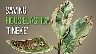 How to save a Ficus elastica Tineke cutting from dying