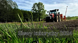 ⭐Siewy kukurydzy 2024 z MF 5710 Dyna4!🚜🌽🌾