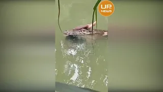 अयोध्या : मगरमच्छ का इंसान को पानी में खींच कर ले जाते हुए वीडियो हुआ वायरल | UP News Live |