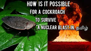 How is it possible for cockroach to survive nuclear bomb blast in tamil||cockroach||wake up science