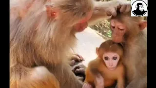 Save Monkey 04 / Spy Monkey Mistaken for Dead Baby and Mourned | Spy In The Wild