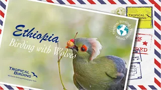 Tropical Birding Virtual Birding Tour of Ethiopia by Ken Behrens