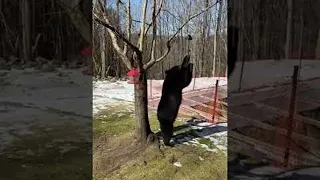 Woman Scares Black Bear off Bird Feeder in Backyard || ViralHog