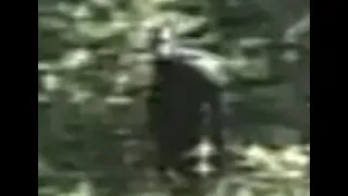 Paul Freeman Bigfoot Footage - Best Quality On Youtube