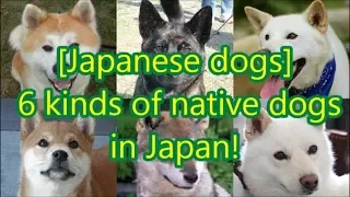 [Japanese dogs] 6 kinds of native dogs in Japan!