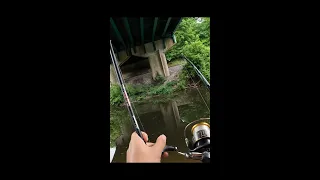TWO Carp Bite at the Same Time!! Struggles of fishing alone #shorts
