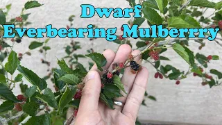 Dwarf Everbearing Mulberry