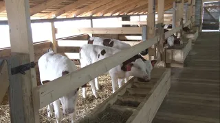 Элитные породы коров живут как на курорте на ферме "Слава" в Орехово-Зуевском городском округе