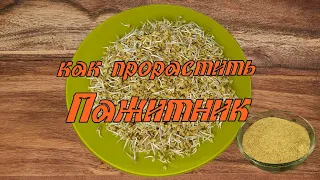 Как прорастить пажитник