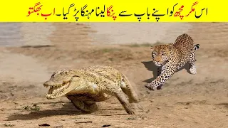 مگرمچھوں اور بڑی بلیوں کی زبردست لڑائی | Moments When Big Cats Face the Crocodile | Facts in Urdu