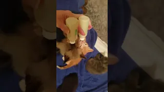 Bottle feeding two HUNGRY kittens at once!