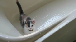 助けを求める子猫