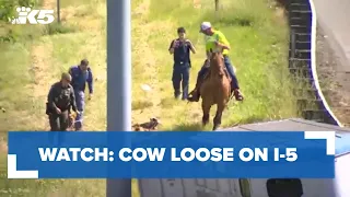 WATCH: Cow loose on I-5