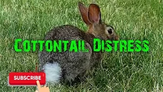 Predator Hunting Call - Cottontail Distress - 29 Minutes - Free Download