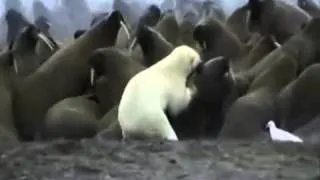 Белый медведь нападает на моржей Polar bear attack Walrus