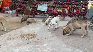 Stray Puppies are so scared while feeding - Street mother dog gave birth to 5 Puppies in temple