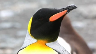 Up Close With King Penguins and Elephant Seals | Short Film Showcase