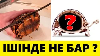 Тасбақалардың ішінде не бар ? Ұзақ өмірдің құпиясы