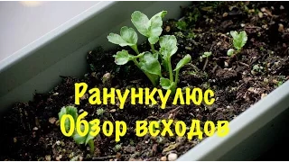 Ранункулюс(лютик садовый,анемона). Выращивание из семян. ОБЗОР ВСХОДОВ.