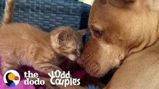 Watch This Kitten Grow Up with a Pit Bull  | The Dodo Odd Couples