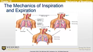 Respiration During Exercise | Personal Trainer Exam Review