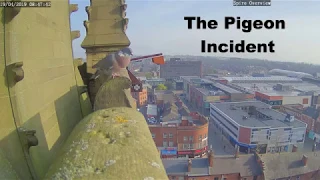 The Pigeon Incident
