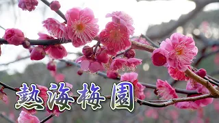 SHIZUOKA【Plum blossoms】 Early Blooming Plum Blossoms in Atami Baien 'Plum Garden' #熱海梅園 #4K